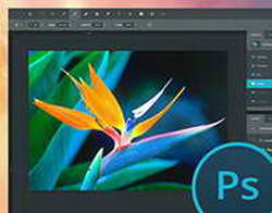 Apple выпустит новый MacBook, который будет стоить как б/у MacBook Air